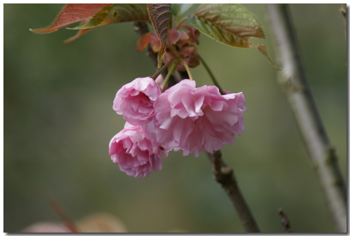 八重桜の画像